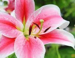 Pink Lily.jpg