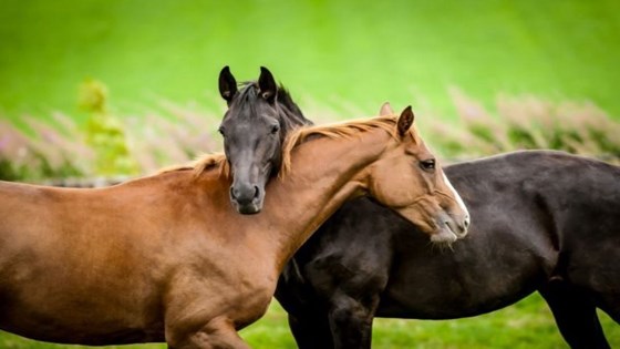 Loving horses 