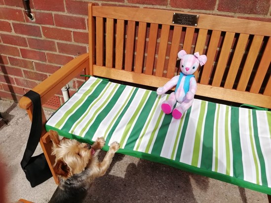 Your memory bench ...and little Ben can smell your love on the bear xxxxxx🐾🐾🐾🐾💕💕💕💕💕💕😥😥