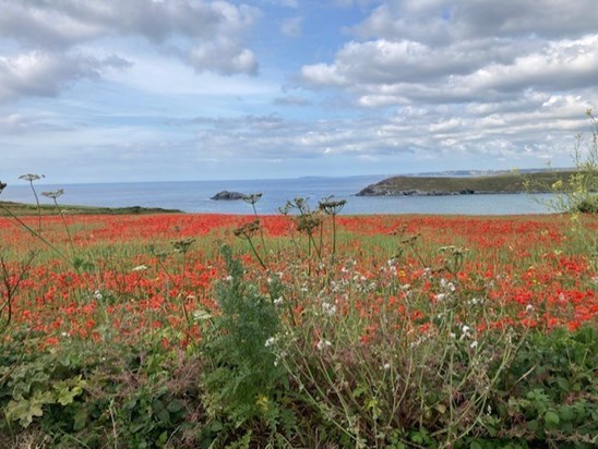 Crantock poppies