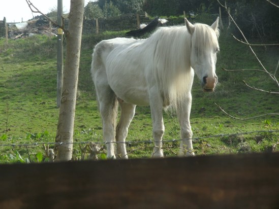 Beryl's favourite horse who lives next door, May 2016