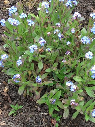 forget me nots growing in our garden