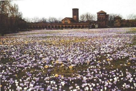 View acrossed the crocus lawn at Golders Green in spring