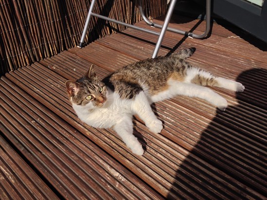 Soaking up some rays! Miss you little dafty cat!