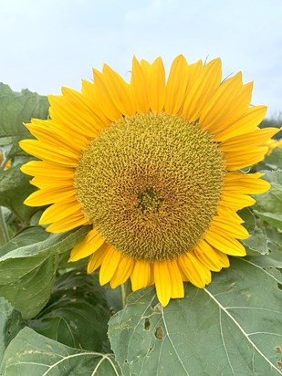 Sunflower, taken at the Confetti fields in Pershore.