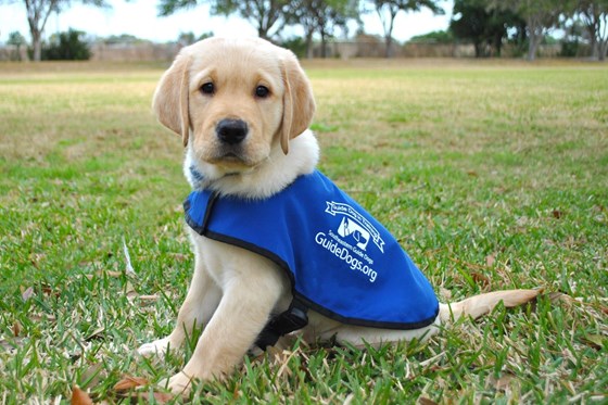 guide dog