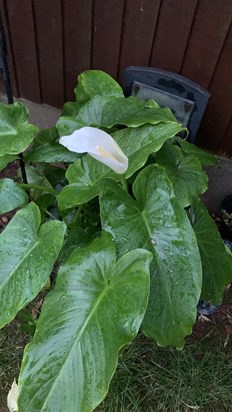 Your Mum’s Arum Lily flowered for the 1st time today on your 1st Anniversary in heaven 💖