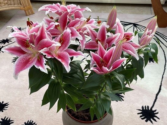 Promised I show you these lilies when they were flowering 