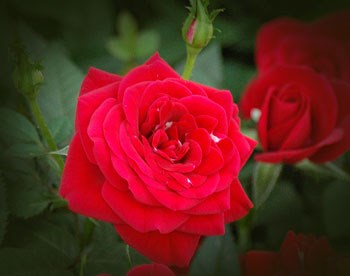 Deep-Red-Rose
