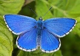 blues butterfly