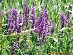 purple looseleaf wildflowers