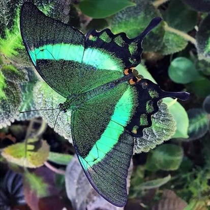GEORGEOUS DELICATE GOD'S BUTTERFLY