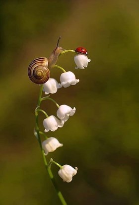 snail and ladybird on lily of the valley...
