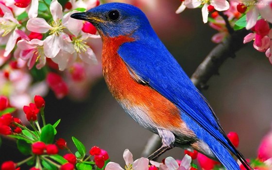 bird beauty