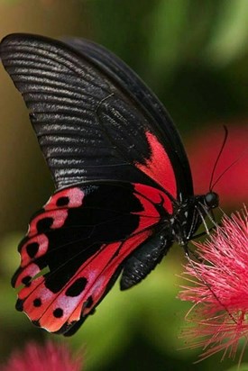 BEAUTIFUL RED BLACK UTTERFLY