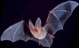 bat wild mammal