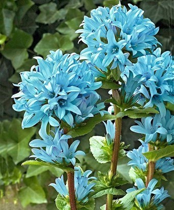 blueflowers