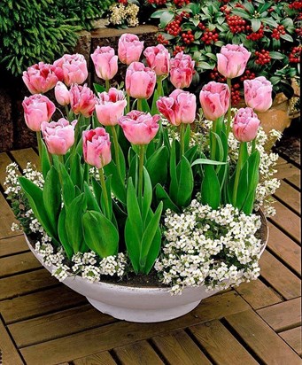 formal potted tulip arrangement