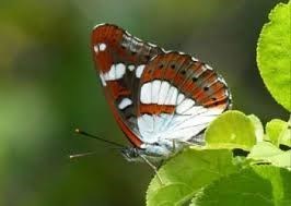 butterfly65