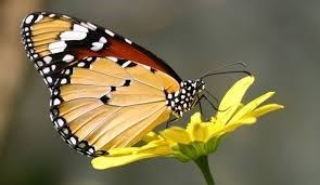 butterfly62