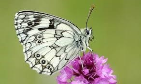 butterfly59