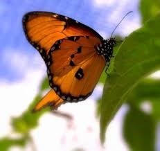 butterfly48