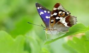 butterfly41