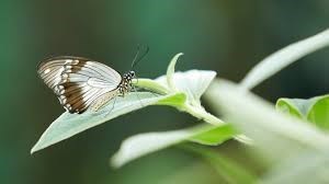 butterfly34
