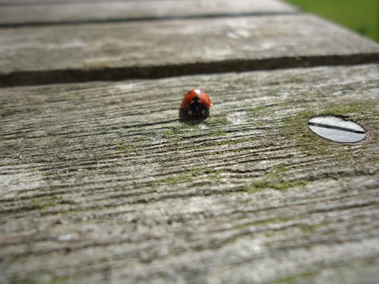 ladybird on patio table