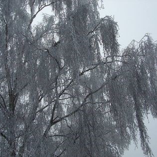 unusually cold winter one year-silver birch tree covered in snow