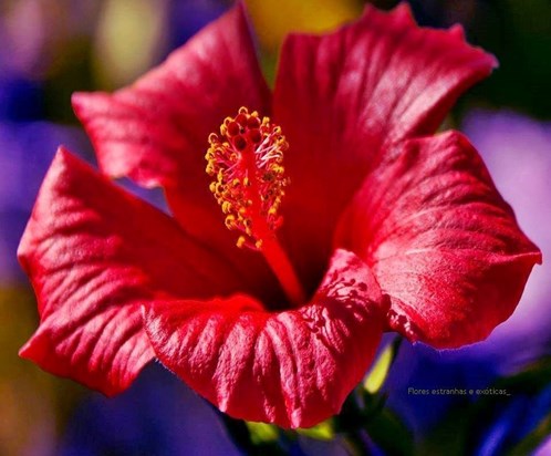 tropical flower hibiscus