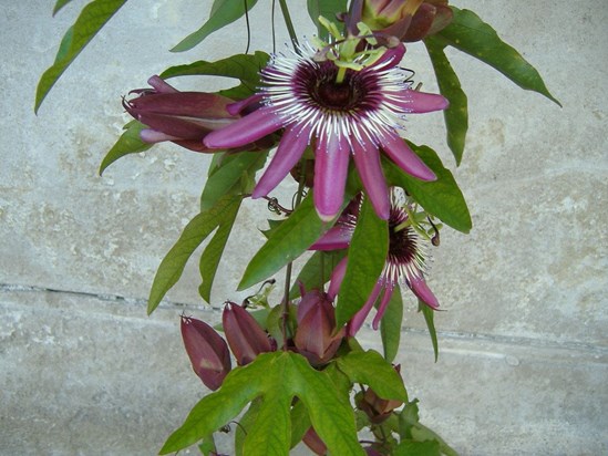 passiflora troprsta