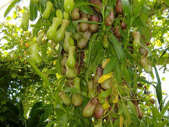 pitcher plant   muholovka