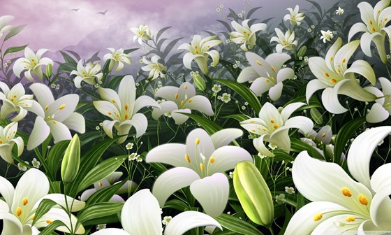 white lilies-wallpaper-1280x768
