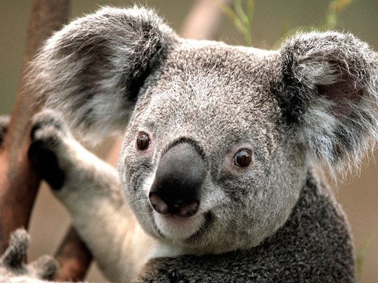 Koala JUST FOR YOU LOVE FROM TONIXXXXXXXXXXXXXXX