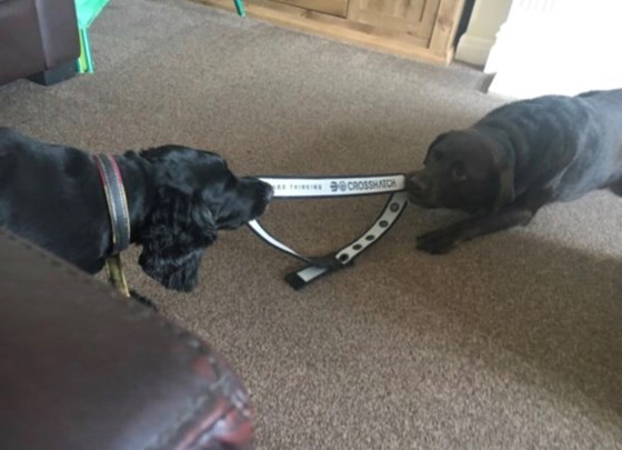 Tug of War with Mol, 2017