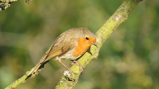 Robin's appear when loved ones are near