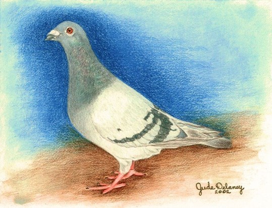 Dad had a passion for homing pigeons so this one is for his Memorial.