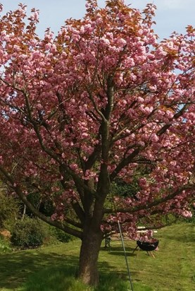 Mum - Cherry Tree Cropped 1.jpg