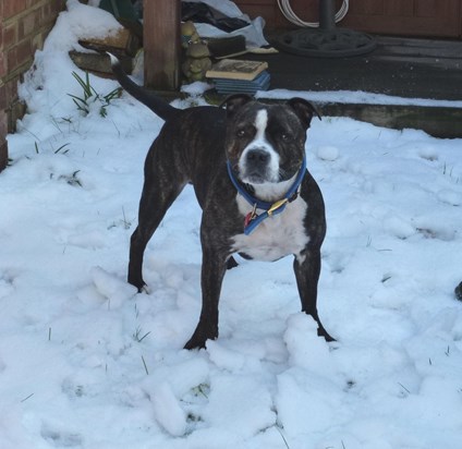 Jake in our garden in Purley. Many happy memories xx