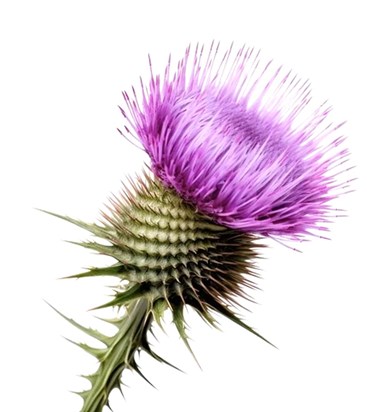 Thistle.png