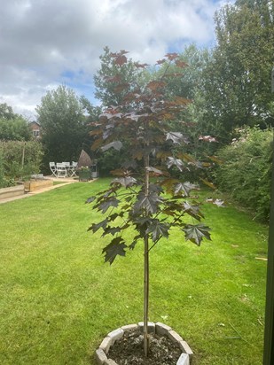 Japanese Maple we planted in Calvin’s memory