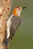 Southern-born WoodPecker that woke me up on May 4th to say "Go Outside!"