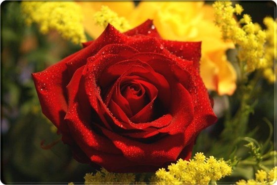 Red-Roses-flower-rose-pictures-531