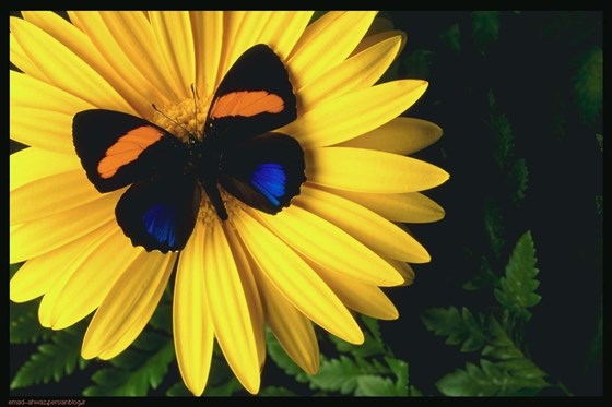 lovely flower and butterfly