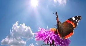 butterfly flower against sky 6984556