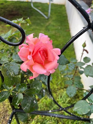 To mark 15 years since her passing here is a photo of her favourite rose “Compassion” which is now flowering in my garden