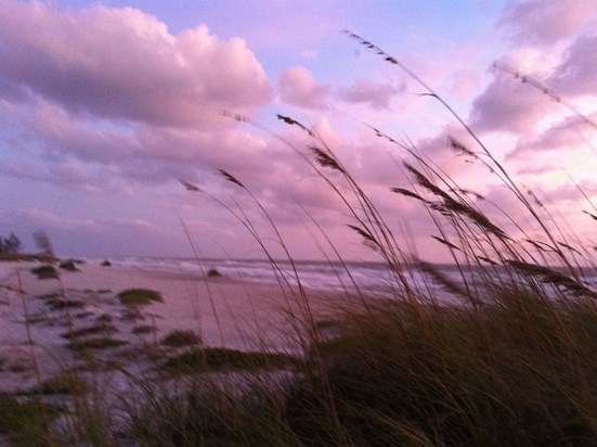 Beautiful with the sea oats