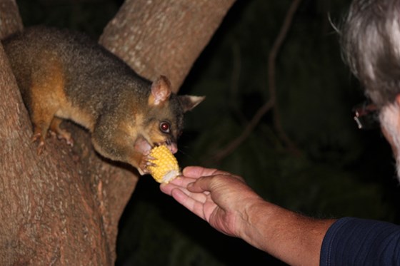 Feeding our visiting possum