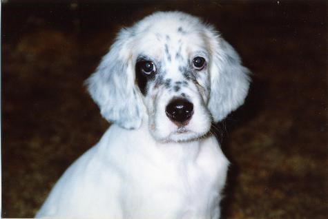 Our second English Setter Baby Emma